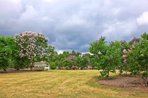 Bushes Blossoming Lilac May Day — Stock Photo, Image