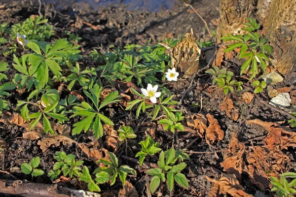 Vitsippor Anemone Nemorosa Blåsippor Thimbleweed Och Lukträv Skogen — Stockfoto