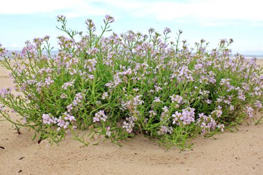 Cakile maritima, kumsallarda ve kayalıklarda kum tepeciklerinde yetişen yıllık bir bitkidir.