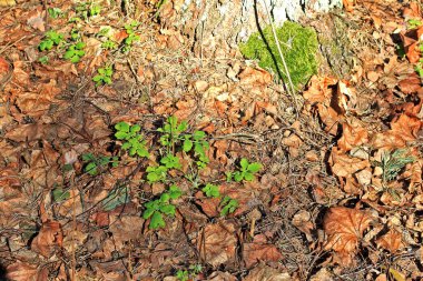 Bahar ormanındaki Chelidonium. Chelidonium, gelincik familyasından çiçekli küçük bir bitki cinsidir. Sarı çiçekler üretiyorlar.