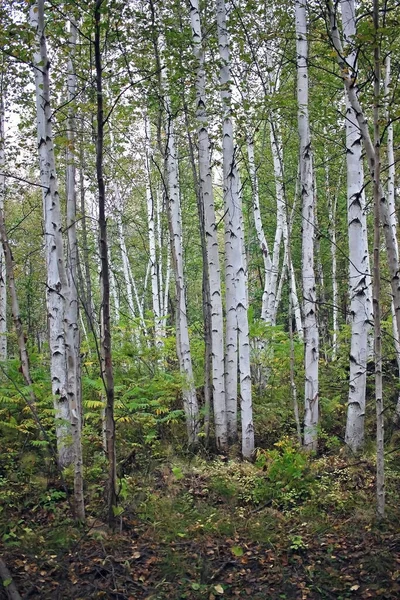 Björkdunge Kamtjatka Halvön Ryssland — Stockfoto