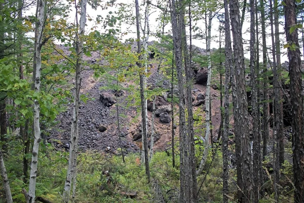 Orman Tolbachinsky Dol Yolu Boyunca Donmuş Lav Tarlasının Kenarı Kamçatka — Stok fotoğraf