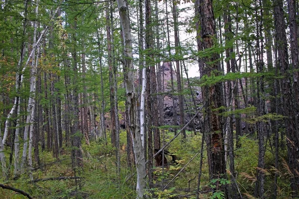 Wald Und Der Rand Des Gefrorenen Lavafeldes Entlang Der Straße — Stockfoto