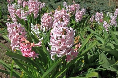 Her biri dört ila altı doğrusal yaprak ve bir ila üç çivi ya da çiçek ırkı üreten Hyacinthus ampullerden büyür.