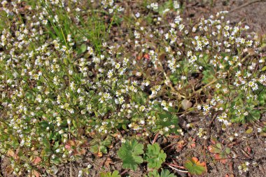 Draba verna (Bahar draba) (