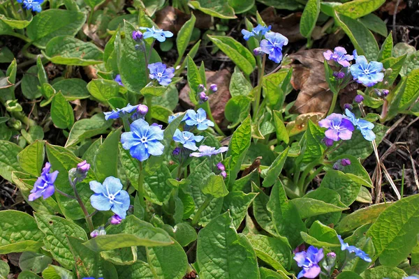 Brunnera Rizomatosa Perene Nativa Das Florestas Europa Oriental Noroeste Ásia — Fotografia de Stock