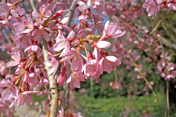 Decorative Cherry Variety Spring — Stock Photo, Image