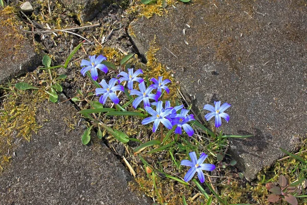 Scilla Luciliae Bossier Karın Ihtişamı Lucile Karın Ihtişamı Olarak Bilinen — Stok fotoğraf