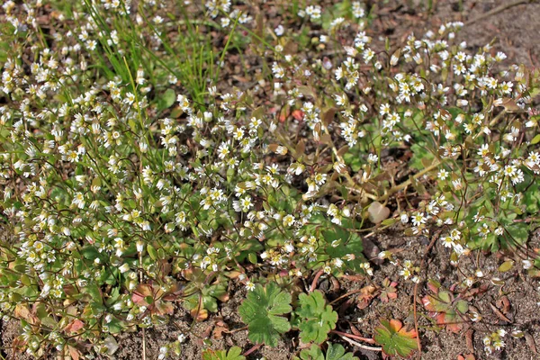 Draba Verna Spring Draba Shadflower Nailwort Common Whitlowgrass Vernal Whitlow — Stock Photo, Image