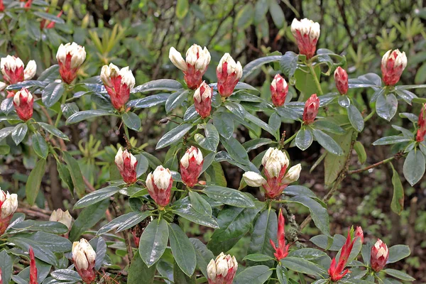 Rhododendron Primavera Maioria Das Espécies Tem Flores Vistosas Que Florescem — Fotografia de Stock