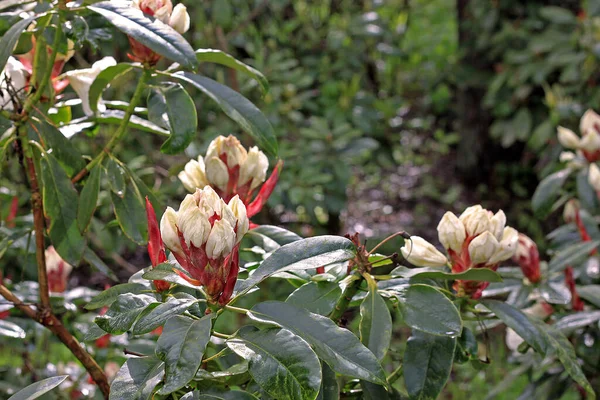 Baharda Rhododendron Çoğu Türün Kışın Sonundan Yazın Başına Kadar Açan — Stok fotoğraf
