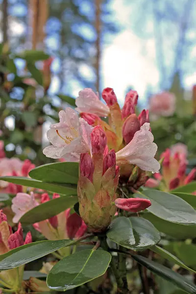 Rhododendron Frühling Die Meisten Arten Haben Auffällige Blüten Die Vom — Stockfoto