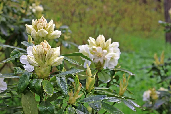 Rhododendron Frühling Die Meisten Arten Haben Auffällige Blüten Die Vom — Stockfoto