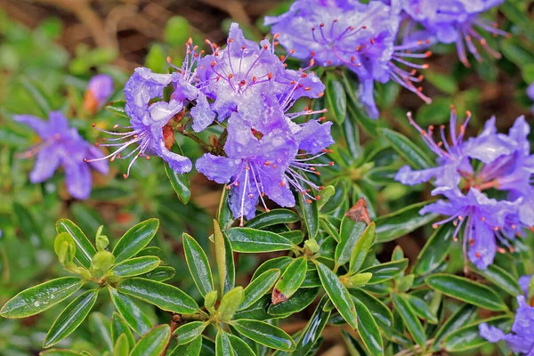 Rhododendron Primavera Maioria Das Espécies Tem Flores Vistosas Que Florescem — Fotografia de Stock