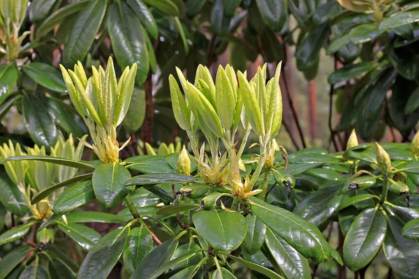 Baharda Rhododendron Çoğu Türün Kışın Sonundan Yazın Başına Kadar Açan — Stok fotoğraf