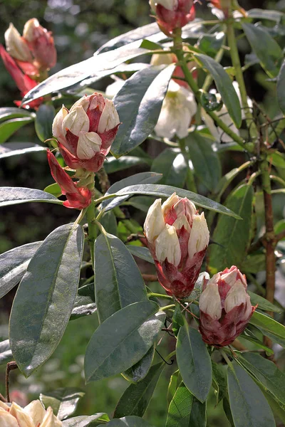 Rhododendron Printemps Plupart Des Espèces Ont Des Fleurs Voyantes Qui — Photo