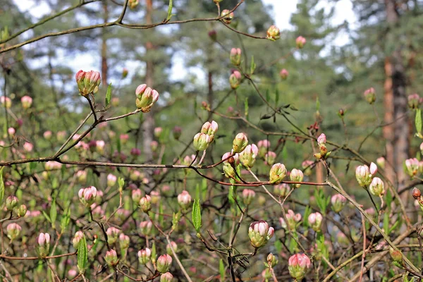 春にツツジ ほとんどの種は冬の終わりから初夏に咲く派手な花を持っています — ストック写真