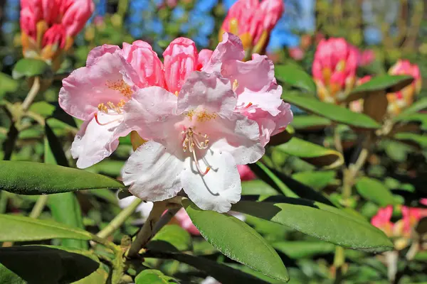 Rododendron Jaře Většina Druhů Okázalé Květiny Které Kvetou Pozdní Zimy — Stock fotografie