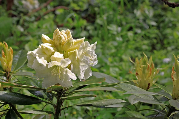 Rhododendron Frühling Die Meisten Arten Haben Auffällige Blüten Die Vom — Stockfoto