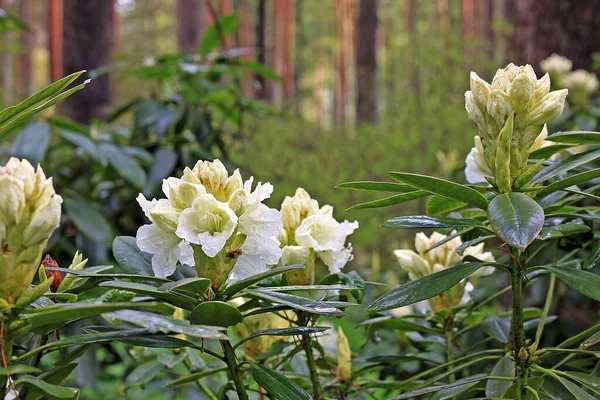 Rhododendron Frühling Die Meisten Arten Haben Auffällige Blüten Die Vom — Stockfoto