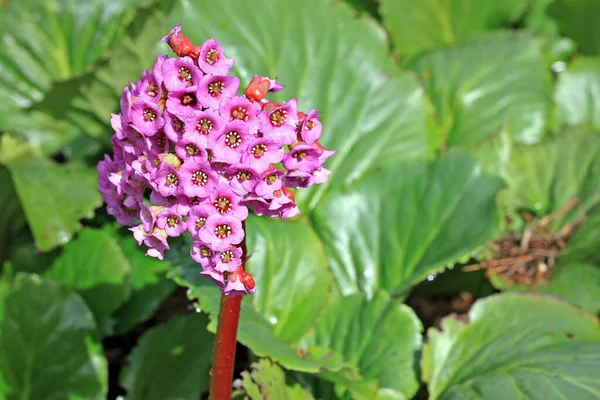 Bergenia Crassifolia Bergenia 종이다 크레시 폴리아는 본래의 시베리아 알타이 몽골에서 스톡 사진