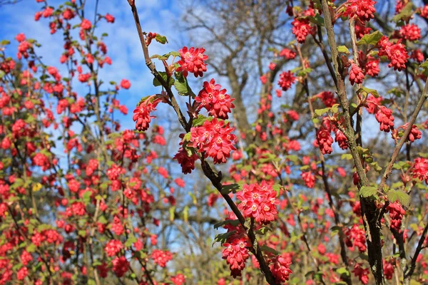 リブス サングニウム Ribes Sanguineum 花のスグリ 赤花のスグリ または赤花のスグリ は北米種であるが 温帯ヨーロッパ全域で広く栽培され 帰化している — ストック写真