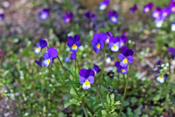 Wild pansy (Viola tricolor), also known as Johnny Jump up, heartsease, heart's ease, heart's delight, tickle-my-fancy, three faces in a hood is a common European wild flower, growing as an annual.  Flowers can be purple, blue, yellow or white