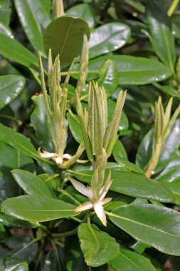 Baharda Rhododendron. Çoğu türün kışın sonundan yazın başına kadar açan gösterişli çiçekleri vardır.