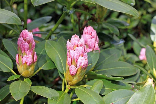 Baharda Rhododendron Çoğu Türün Kışın Sonundan Yazın Başına Kadar Açan — Stok fotoğraf