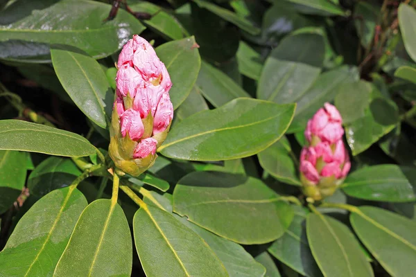 Baharda Rhododendron Çoğu Türün Kışın Sonundan Yazın Başına Kadar Açan — Stok fotoğraf