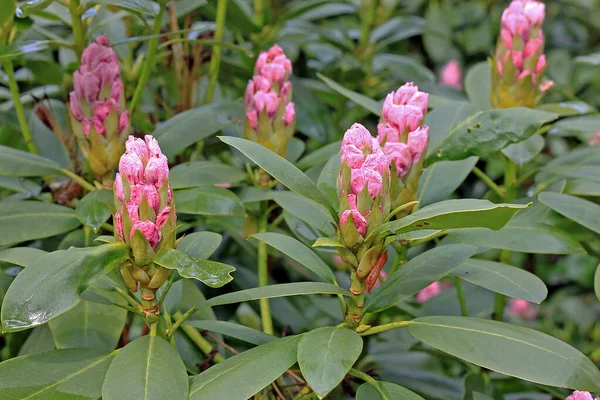 Rhododendron Printemps Plupart Des Espèces Ont Des Fleurs Voyantes Qui — Photo