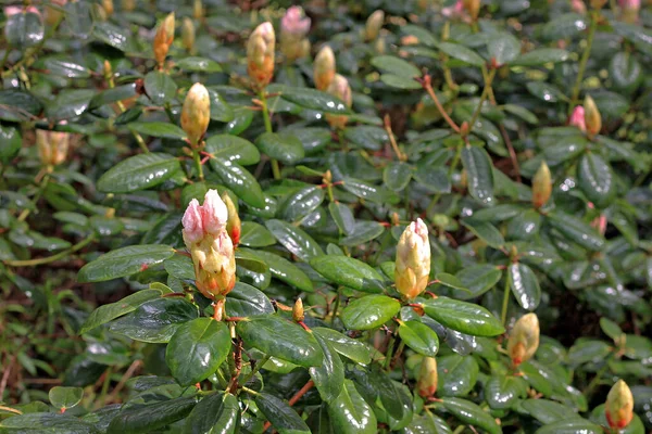 Rhododendron Printemps Plupart Des Espèces Ont Des Fleurs Voyantes Qui — Photo