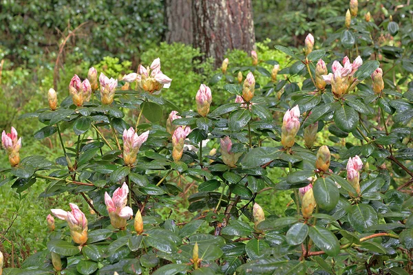 Rhododendron Primavera Maioria Das Espécies Tem Flores Vistosas Que Florescem — Fotografia de Stock