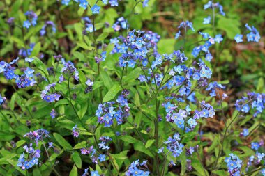 Myosotis Sylvatica, 