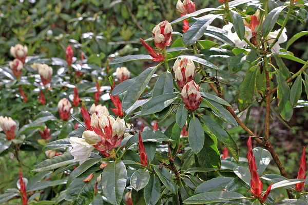 Baharda Rhododendron Çoğu Türün Kışın Sonundan Yazın Başına Kadar Açan — Stok fotoğraf