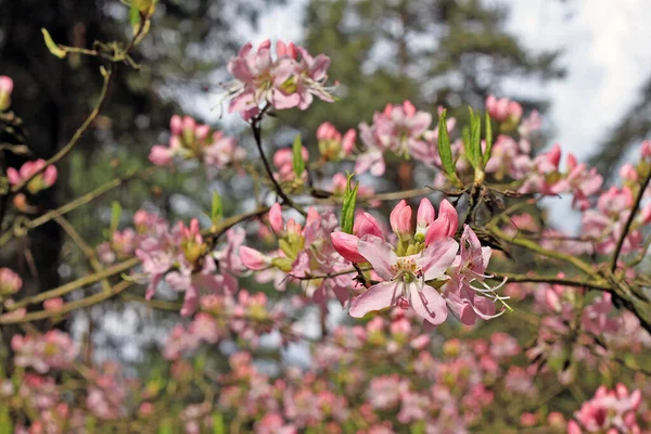 Rhododendron Primavera Mayoría Las Especies Tienen Flores Llamativas Que Florecen —  Fotos de Stock