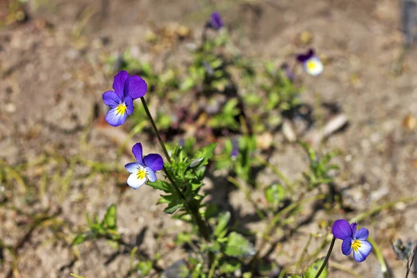 Wild Pansy Viola Tricolor Também Conhecido Como Johnny Jump Heartsease — Fotografia de Stock