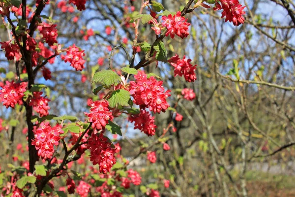 リブス サングニウム Ribes Sanguineum 花のスグリ 赤花のスグリ または赤花のスグリ は北米種であるが 温帯ヨーロッパ全域で広く栽培され 帰化している — ストック写真