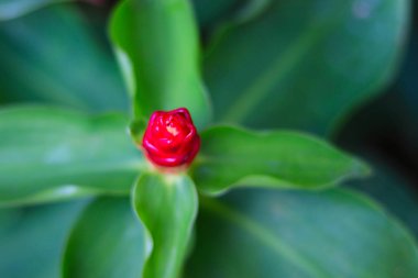 Costus spicatus (ayrıca dikenli sarmal bayrak zencefili ya da Hint kafa zencefili olarak da bilinir), Costaceae familyasından bir bitki türüdür.