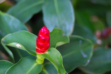 Costus spicatus (ayrıca dikenli sarmal bayrak zencefili ya da Hint kafa zencefili olarak da bilinir), Costaceae familyasından bir bitki türüdür.