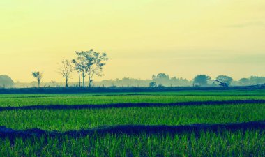 Yeşil çeltik çeltik tarlası, yumuşak güneş ışığı, ağaçlar ve park etmiş traktör sulama bandı.