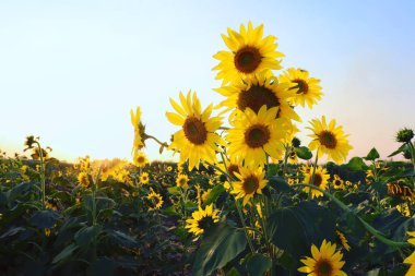 Ayçiçeği bahçesinde renkli günbatımıyla çiçek açan ayçiçekleri.