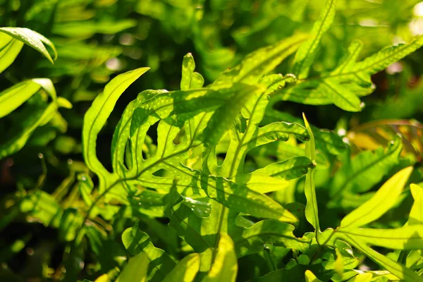 Phymatosorus Scolopendria Una Especie Helecho Perteneciente Familia Polypodiaceae Perteneciente Familia — Foto de Stock