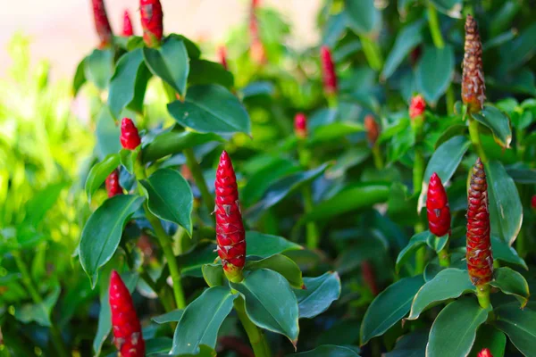 Costus spicatus (ayrıca dikenli sarmal bayrak zencefili ya da Hint kafa zencefili olarak da bilinir), Costaceae familyasından bir bitki türüdür.