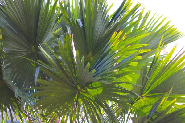 Mjukt Solsken Över Den Gröna Palmen Naturlig Växt Och Solsken — Stockfoto