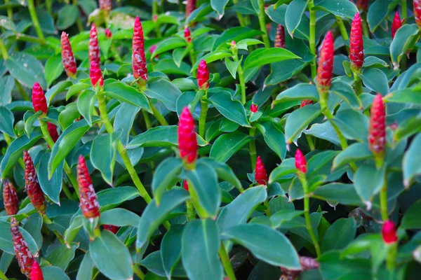 Costus Spicatus Una Especie Planta Herbácea Familia Costaceae Con Fondo — Foto de Stock