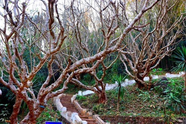 Phou Si Dağı ve Wat Chom Si stupa tapınağının tepesine çıkan 328 basamaklı merdivenlerde her iki tarafta da eski tesisatçılar, Luang Prabang, Laos - doğal ve kültürel manzaralar