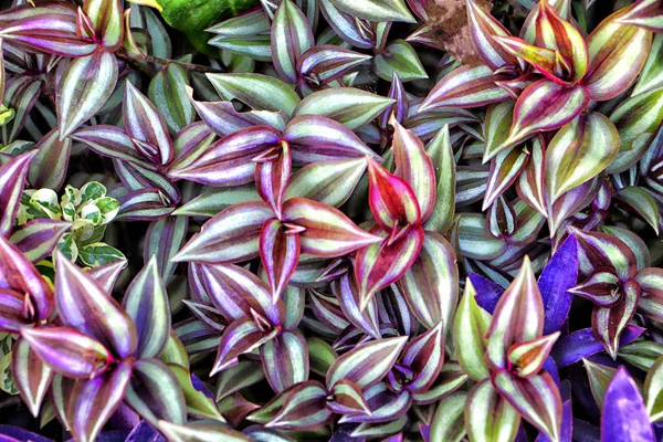Tradescantia zebrina ya da Zebrina pendula çiçek bitkisi çözünmüş desen arkaplanı - doğal çiçek arkaplanı