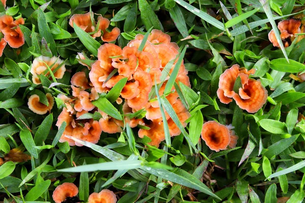 Close Natural Mushroom Grown Meadow Natural Background — Stockfoto