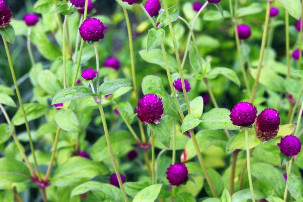 在Gomphrena Globosa 俗称Globe Amaranth Makhmali和Vadamalli 的近景下 开花植物的背景模糊不清 — 图库照片